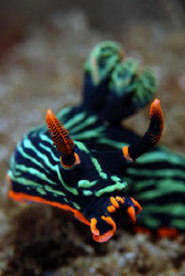 Nudi in Bali. by Dray Van Beeck 